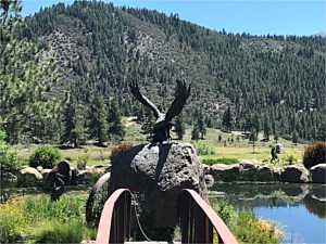 Pond Eagle