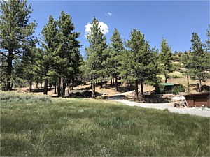 Tahoe Forest